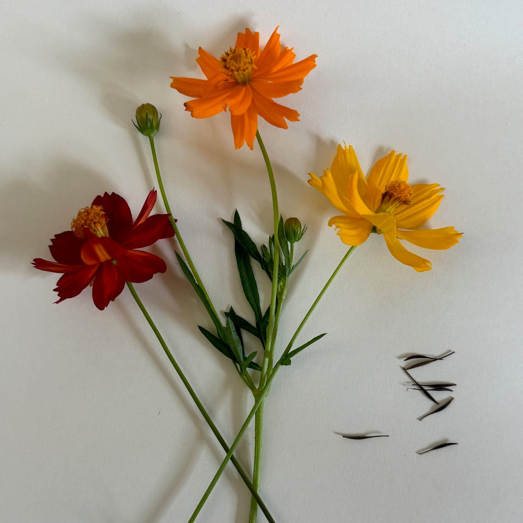 Cosmos