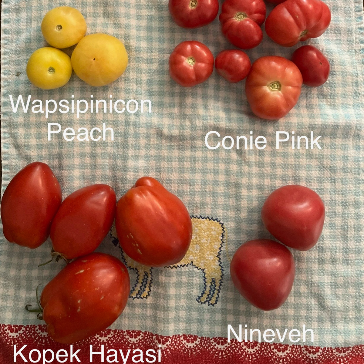 Kopek Hayasi- Live Plant PRE-ORDER