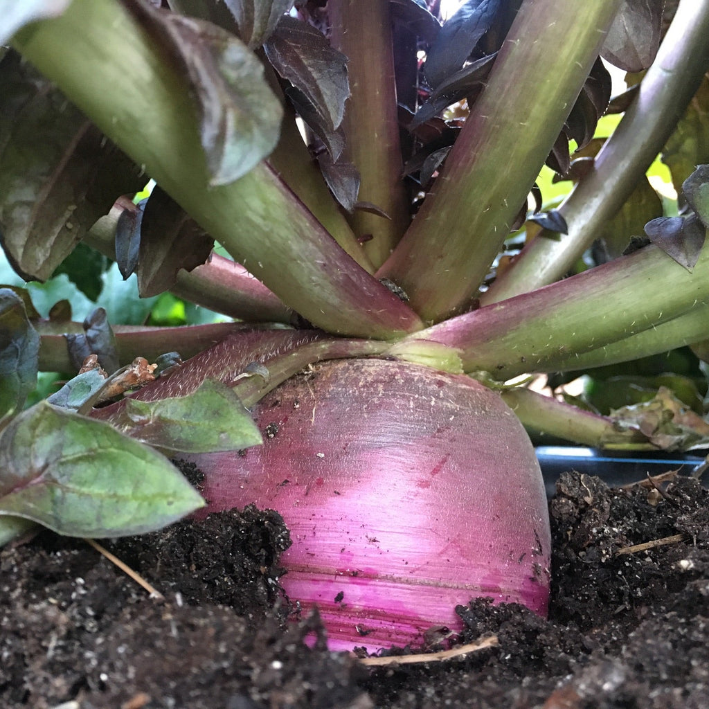 Farmer John's Daikon Radish