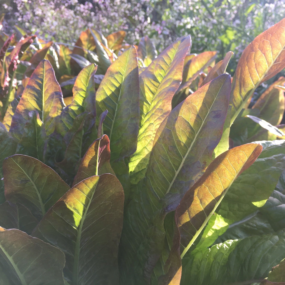 Devil's Ear Lettuce