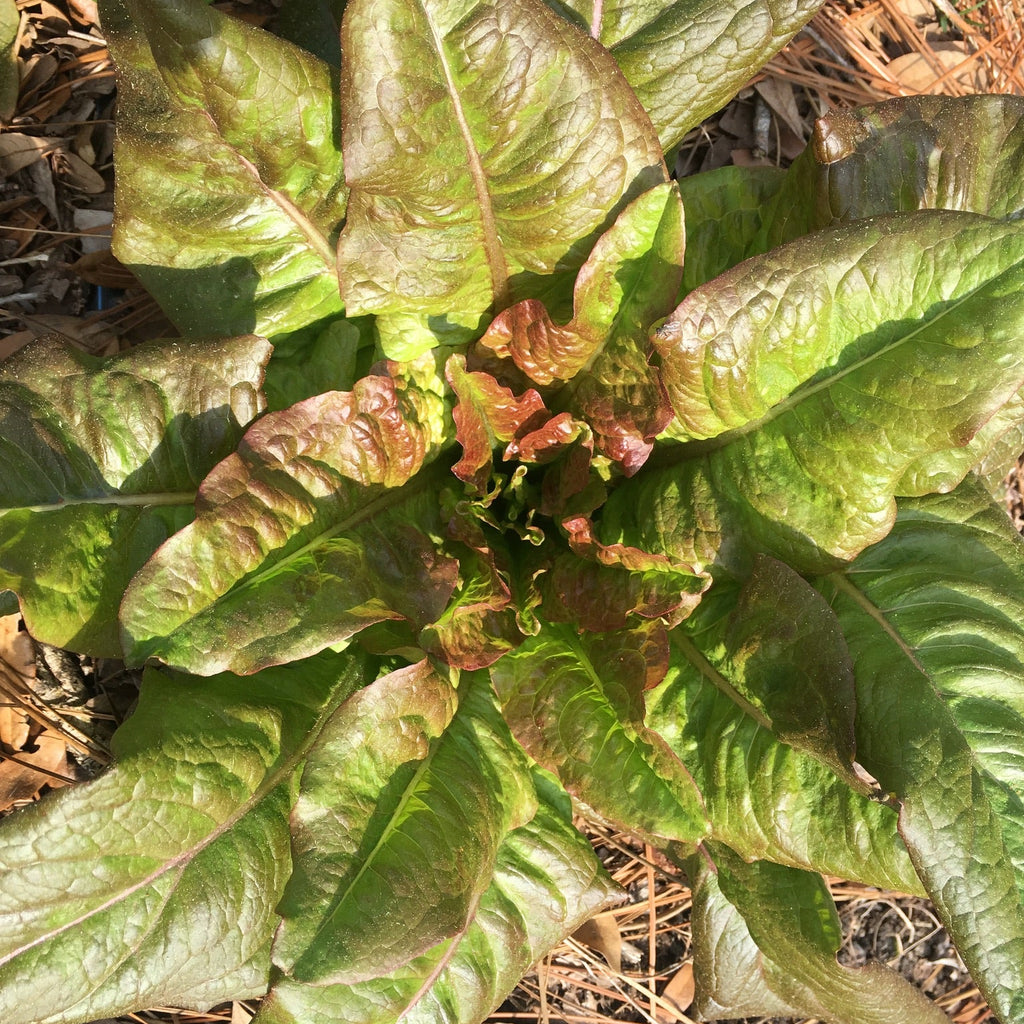 Devil's Ear Lettuce