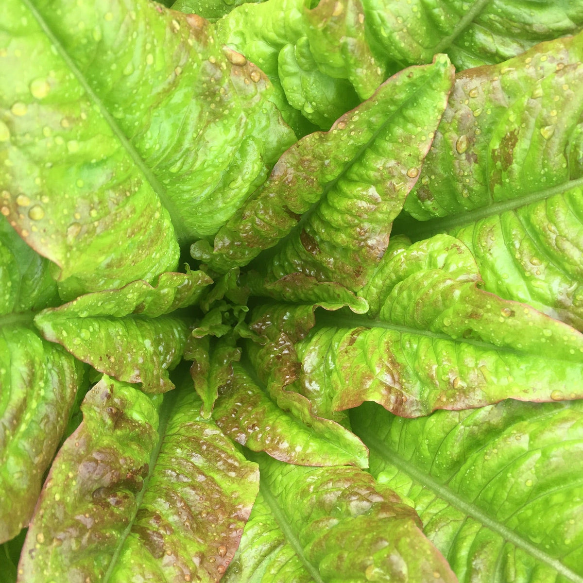 Devil's Ear Lettuce
