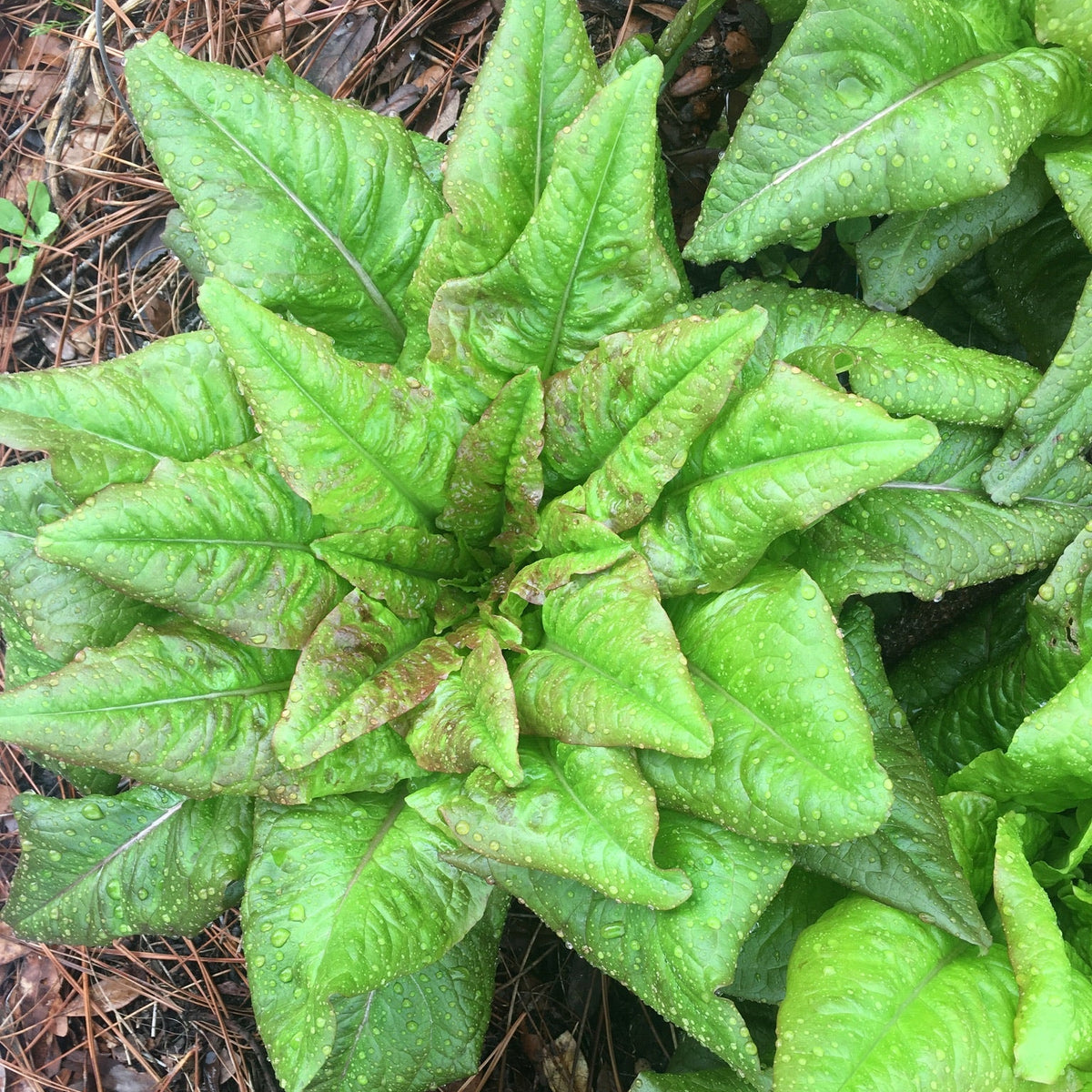 Devil's Ear Lettuce
