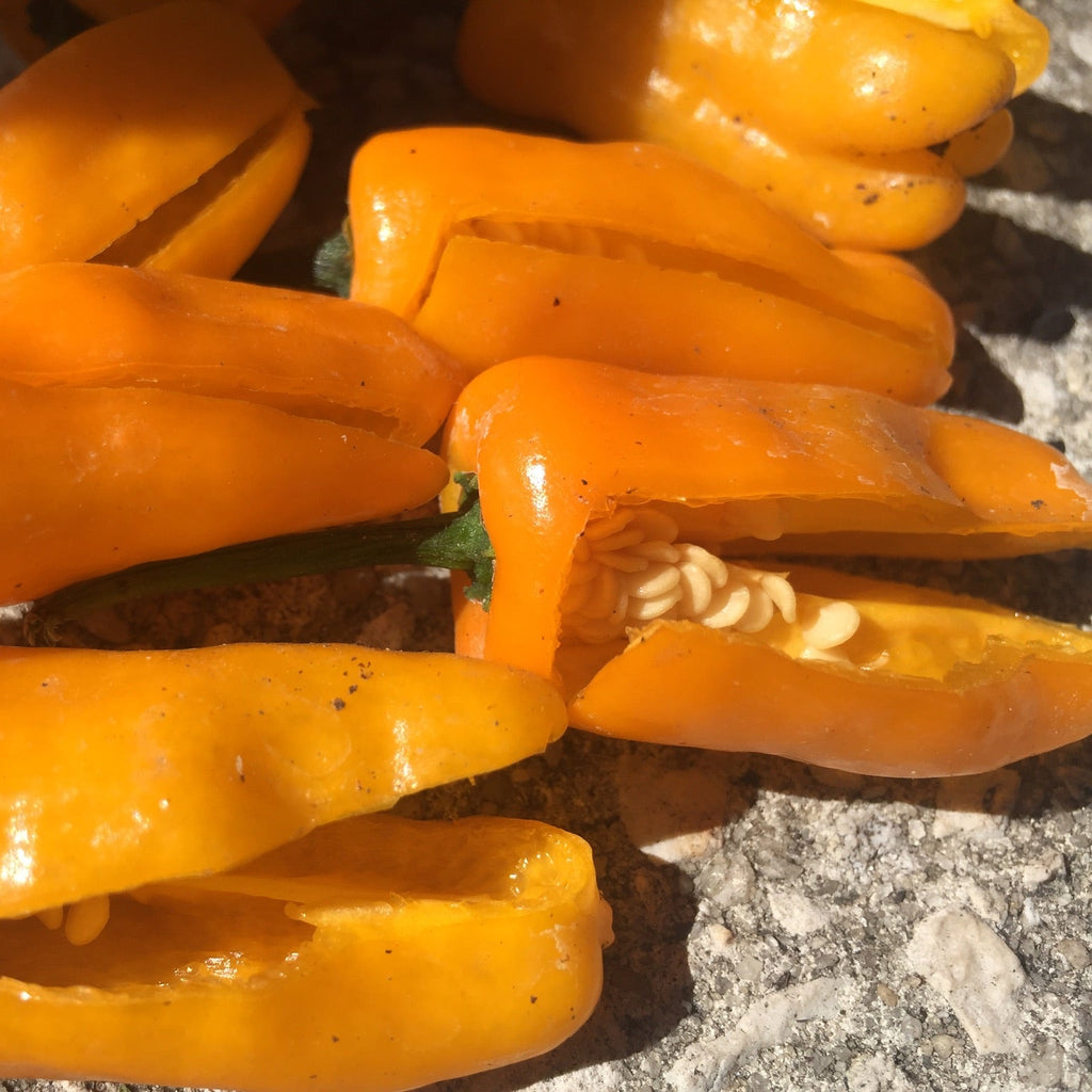 Ditil Datil Hot Pepper
