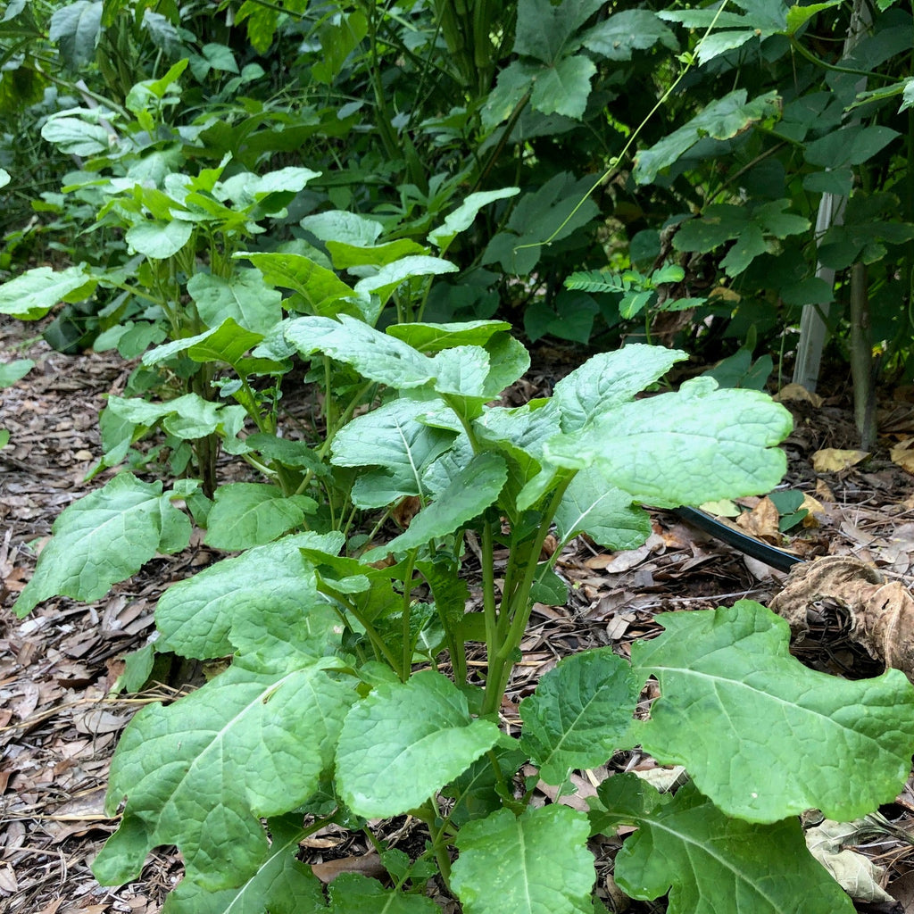 Ethiopian Kale