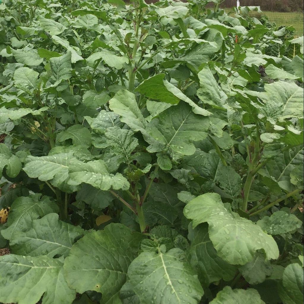 Ethiopian Kale