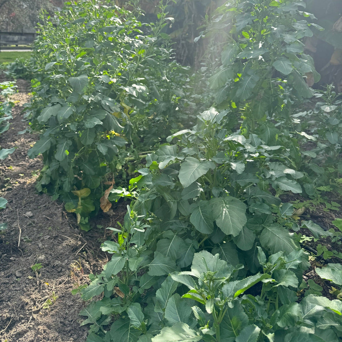 Ethiopian Kale