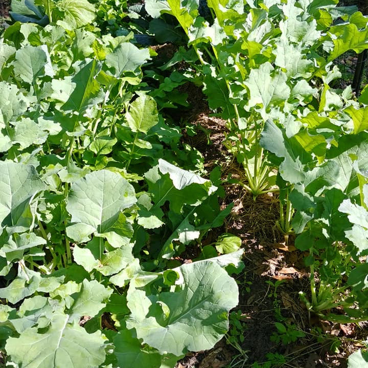 Even Star Collards