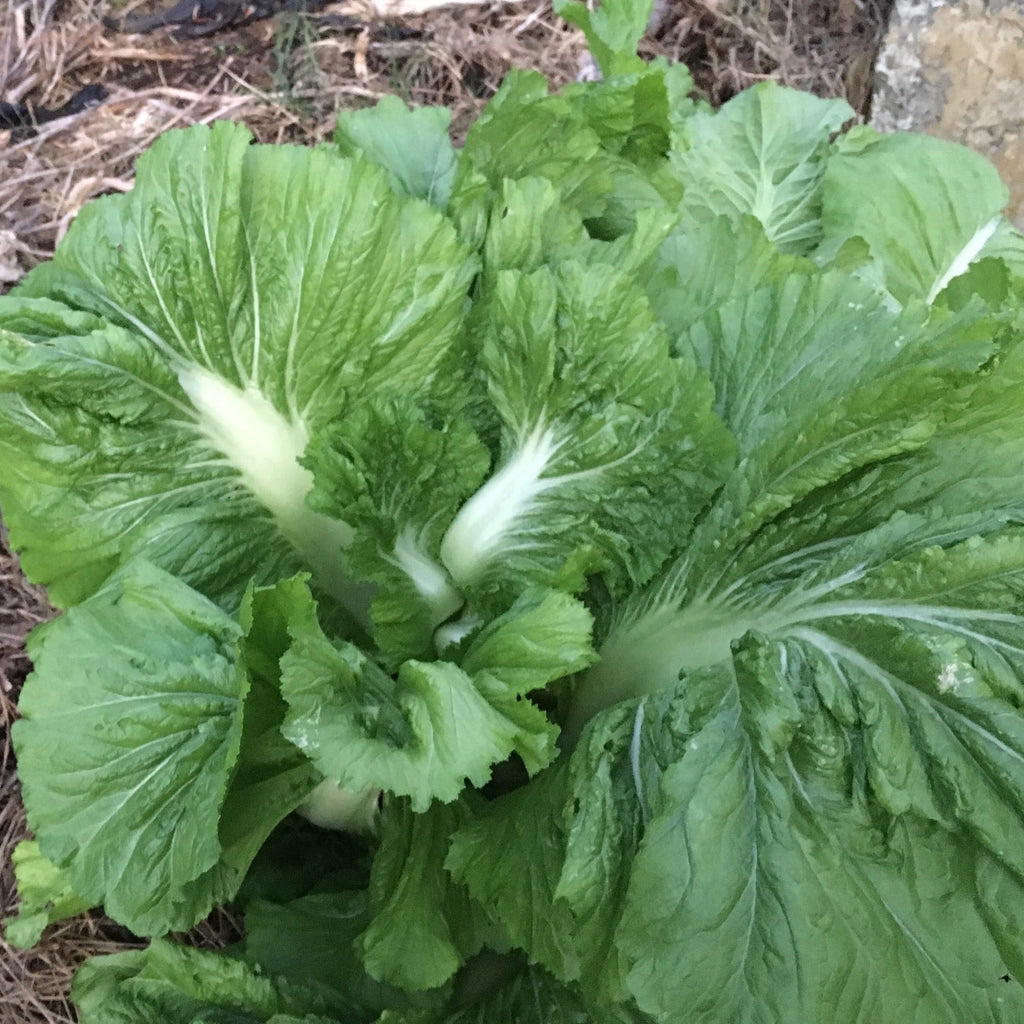 Feaster Family Heirloom Mustard