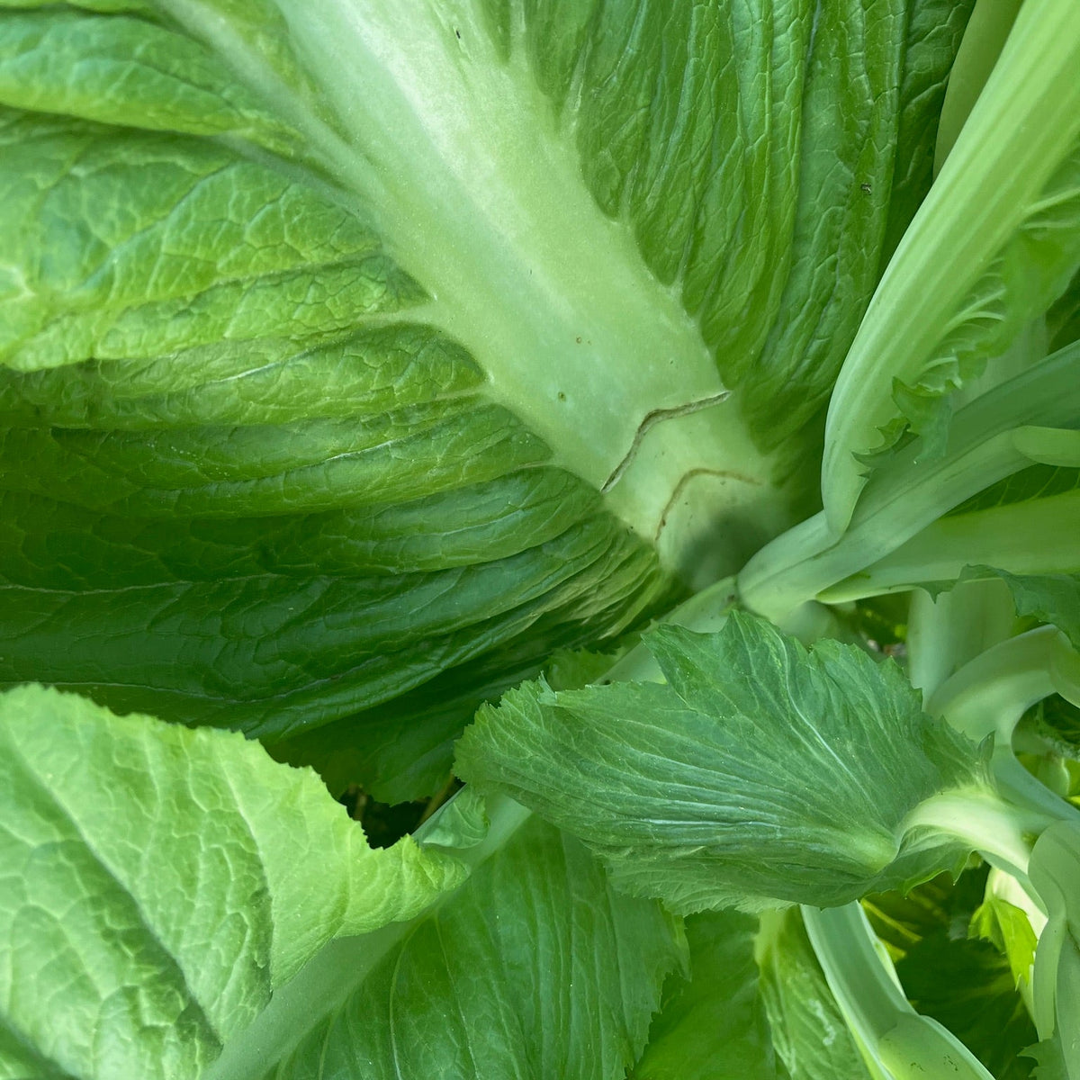 Feaster Family Heirloom Mustard