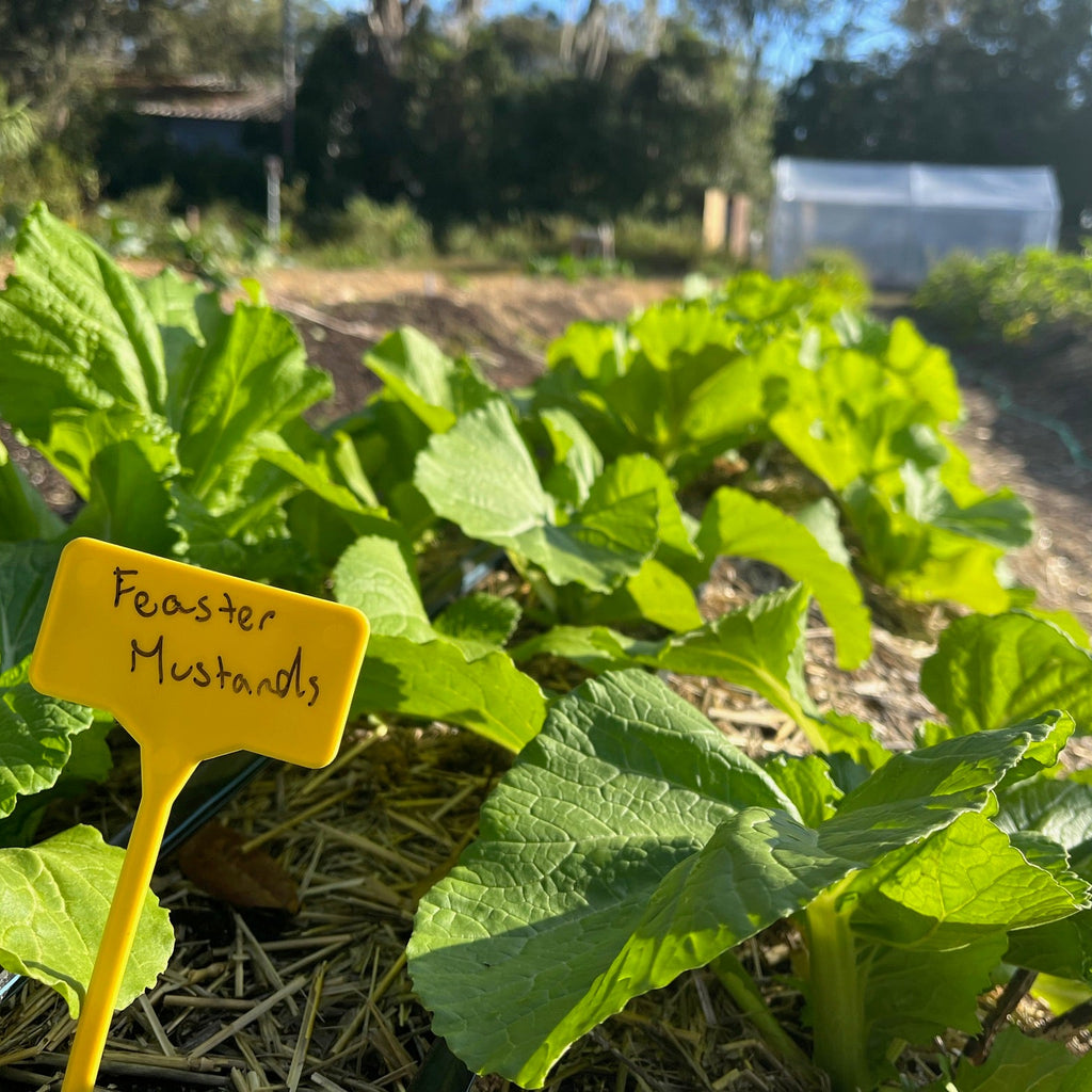 Feaster Family Heirloom Mustard