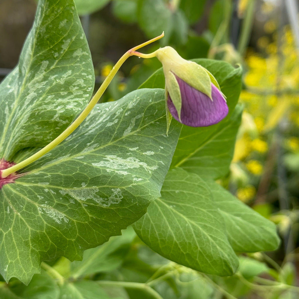 Golden Sweet Pea (pole)