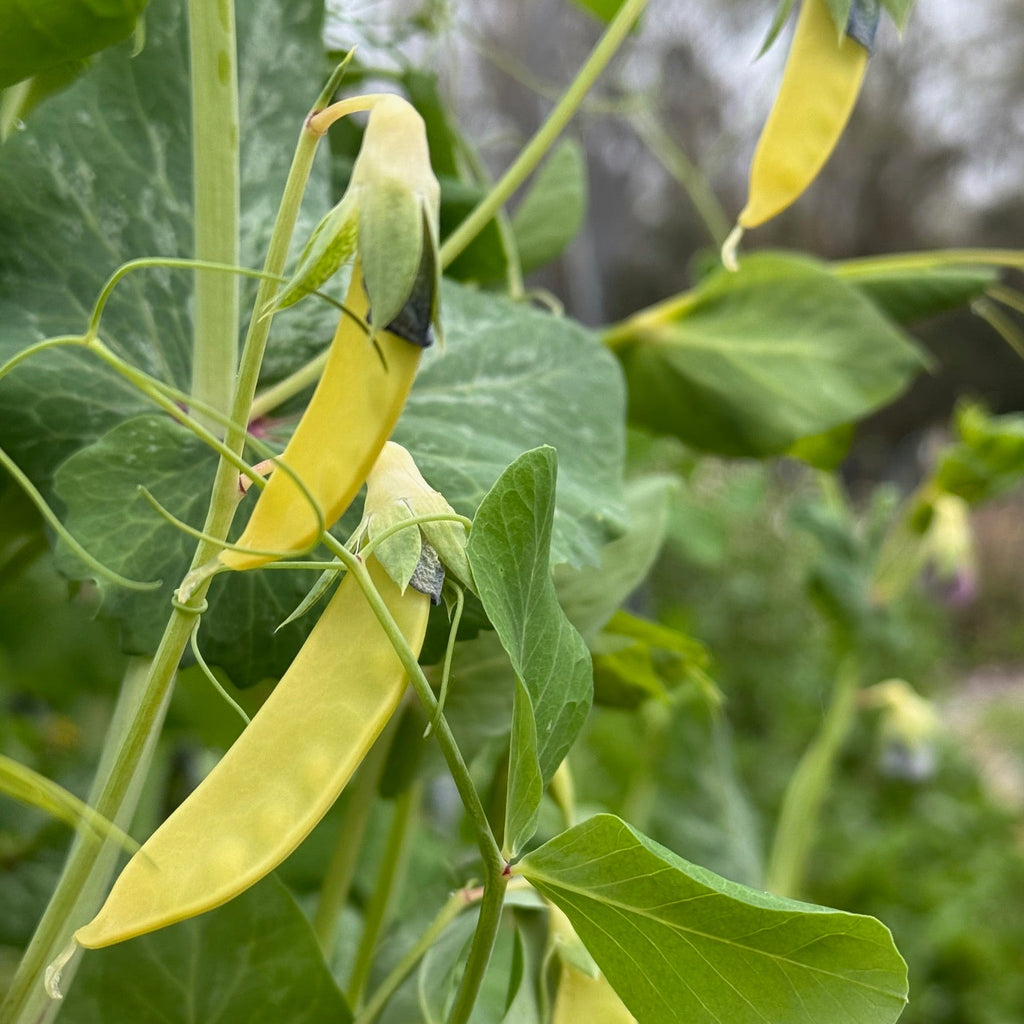 Golden Sweet Pea (pole)