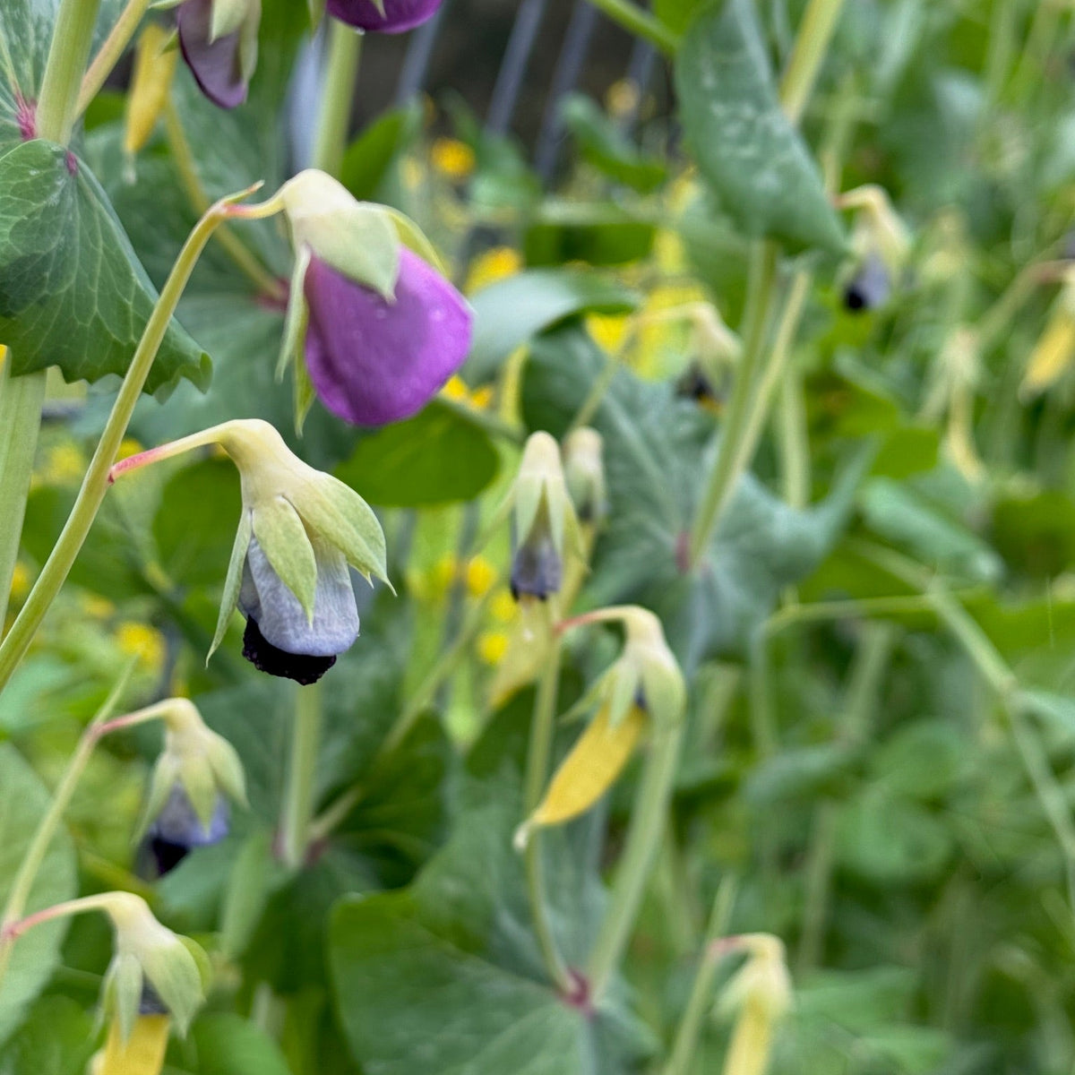 Golden Sweet Pea (pole)