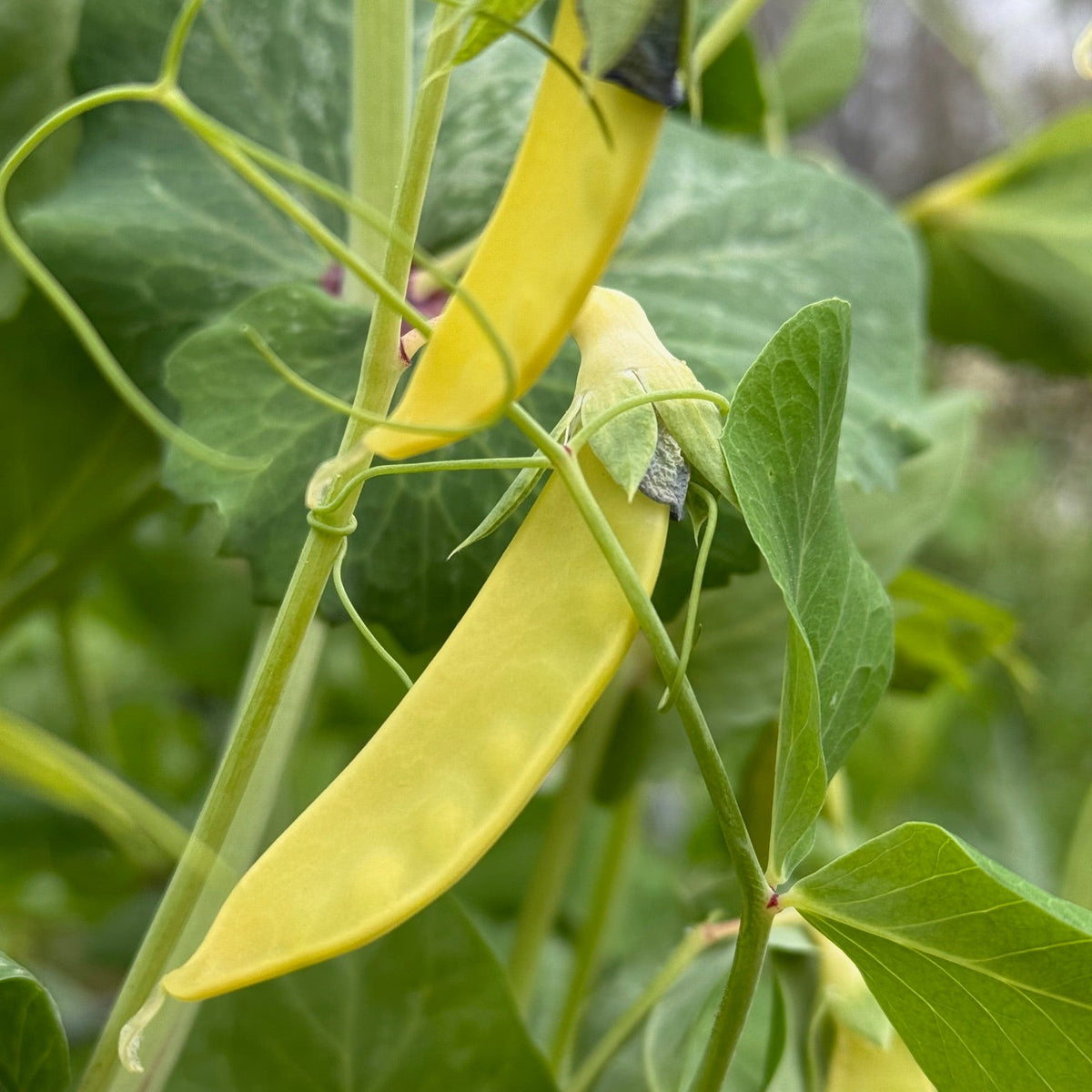 Golden Sweet Pea (pole)