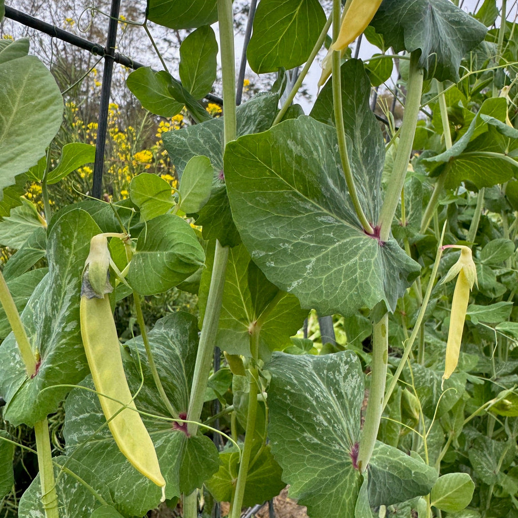Golden Sweet Pea (pole)
