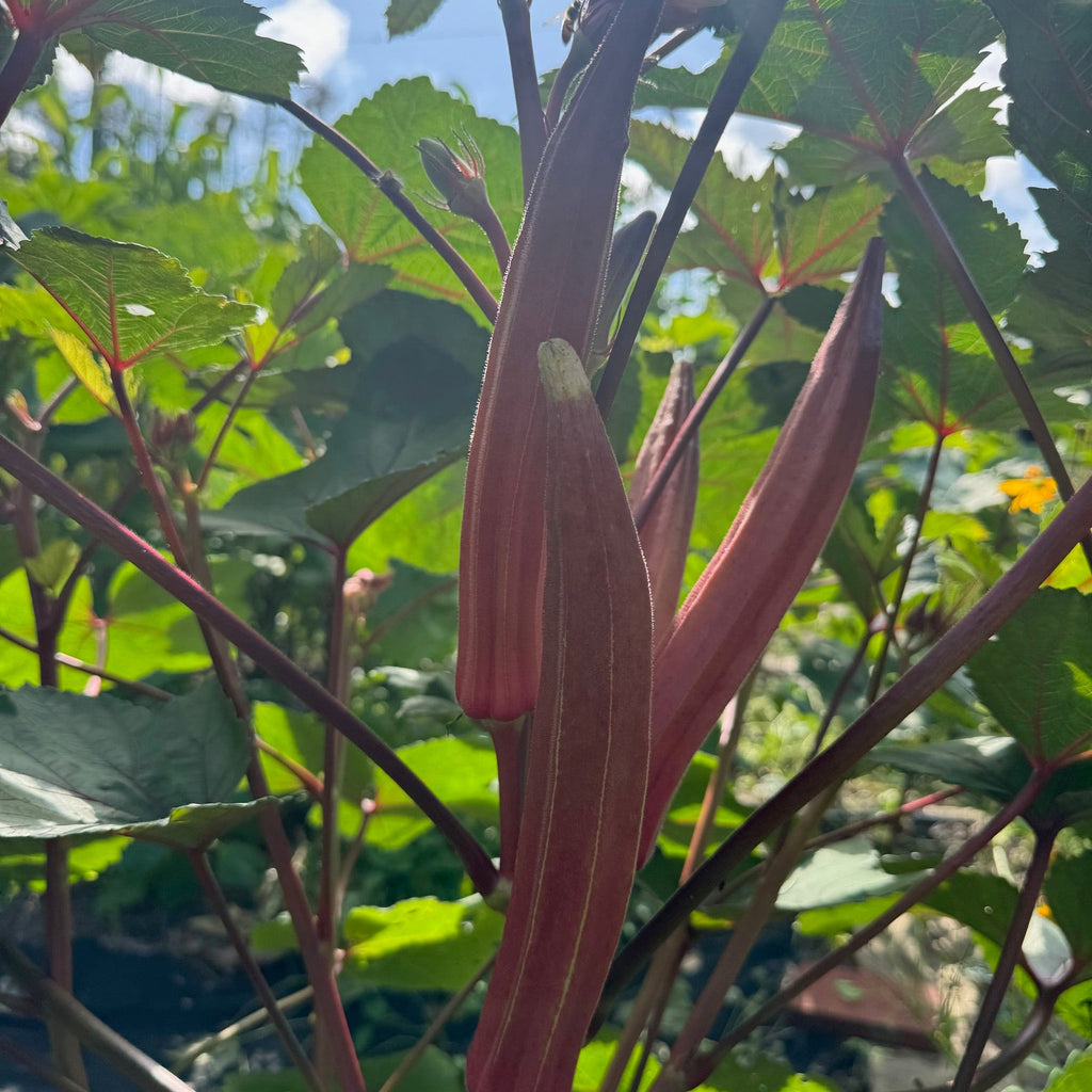 Jing Orange Okra