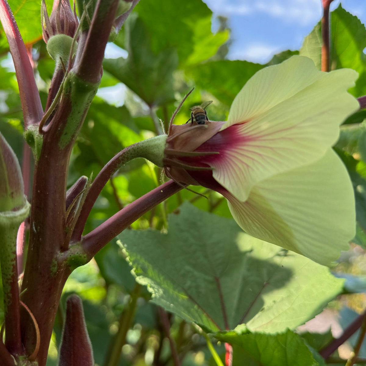 Jing Orange Okra