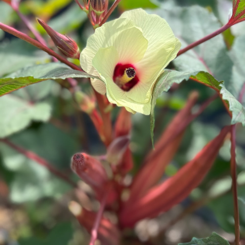 Jing Orange Okra