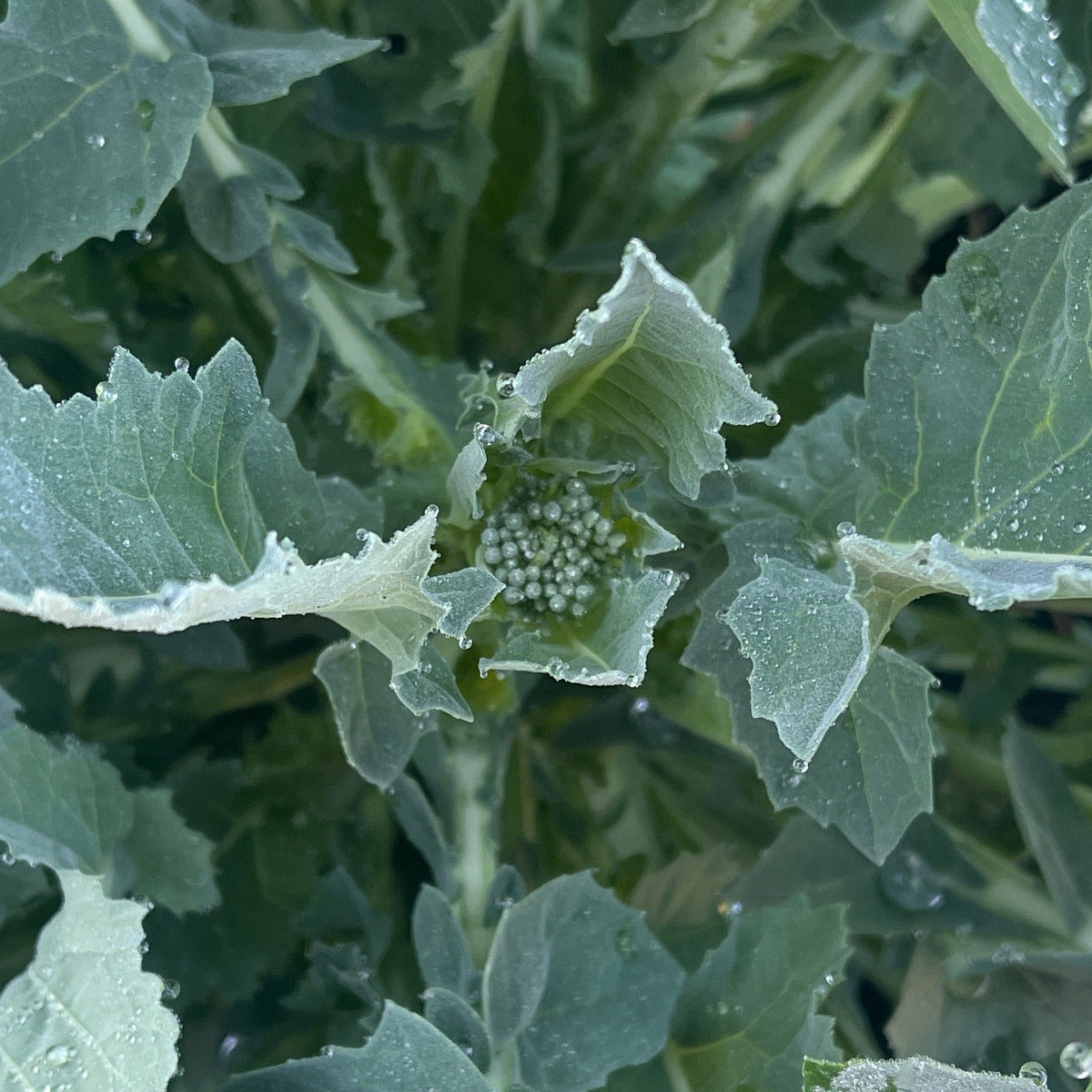 Kame Collard Greens