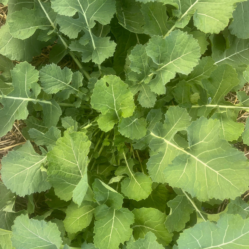 Kame Collard Greens