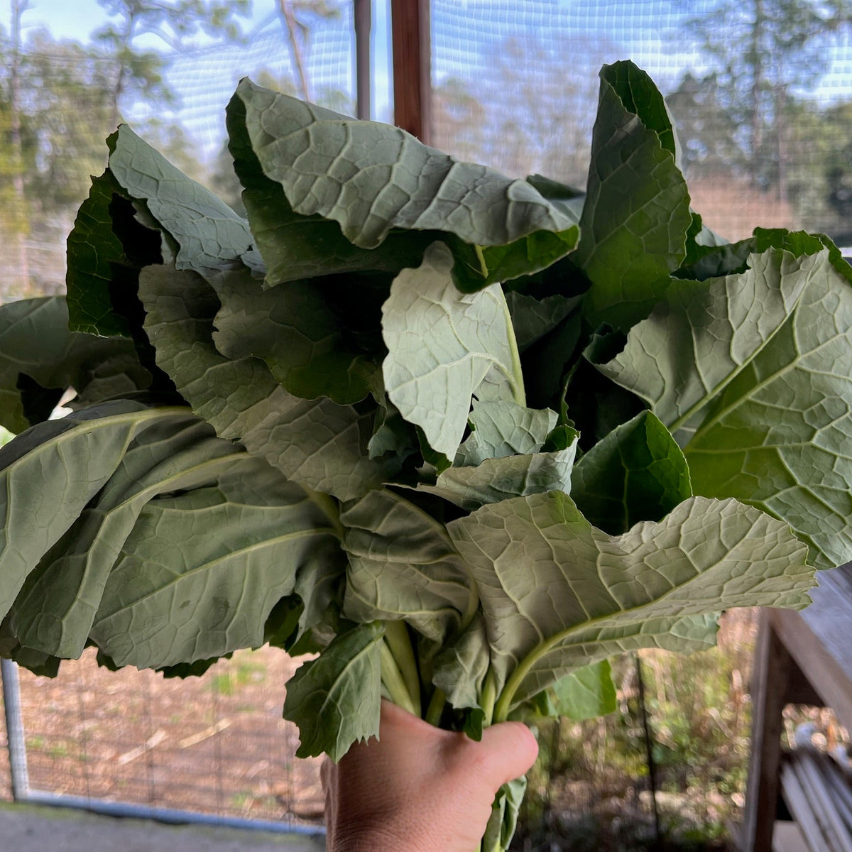 Kame Collard Greens