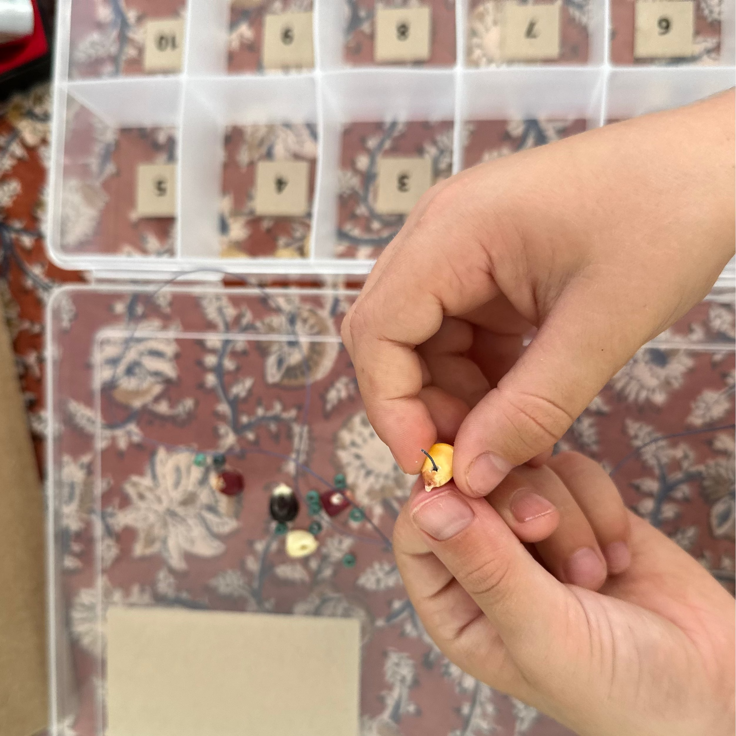 Seed Stories Activity Kit for Kids
