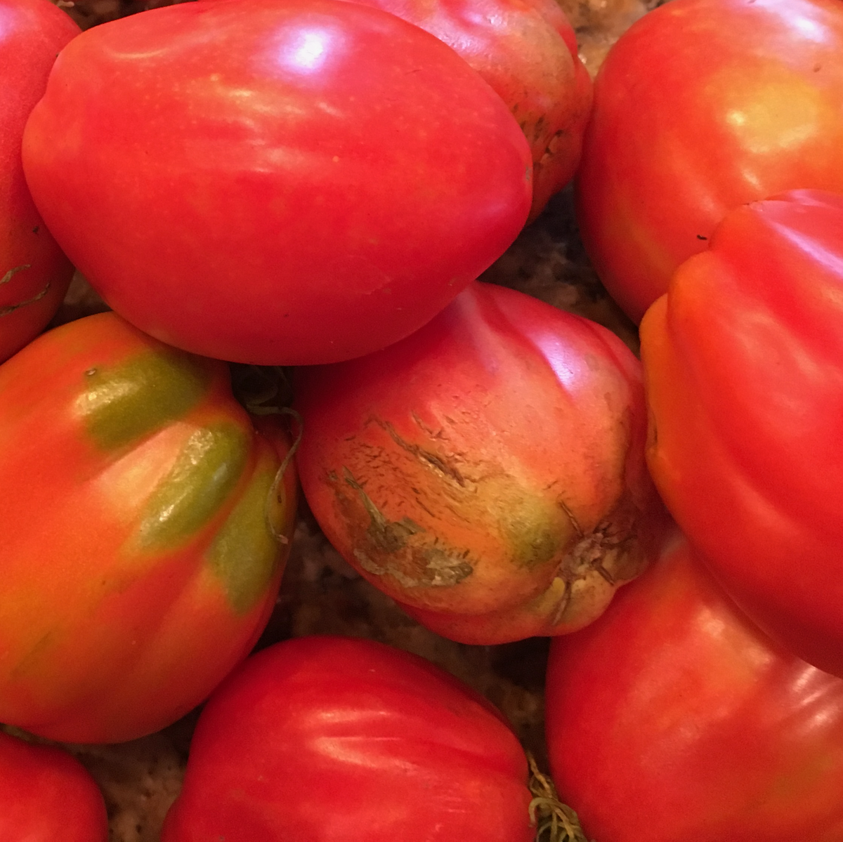 Kopek Hayasi- Live Plant PRE-ORDER