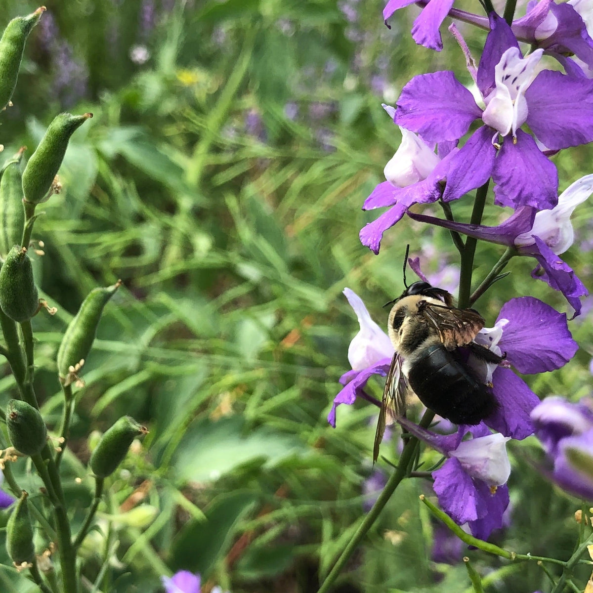 Larkspur