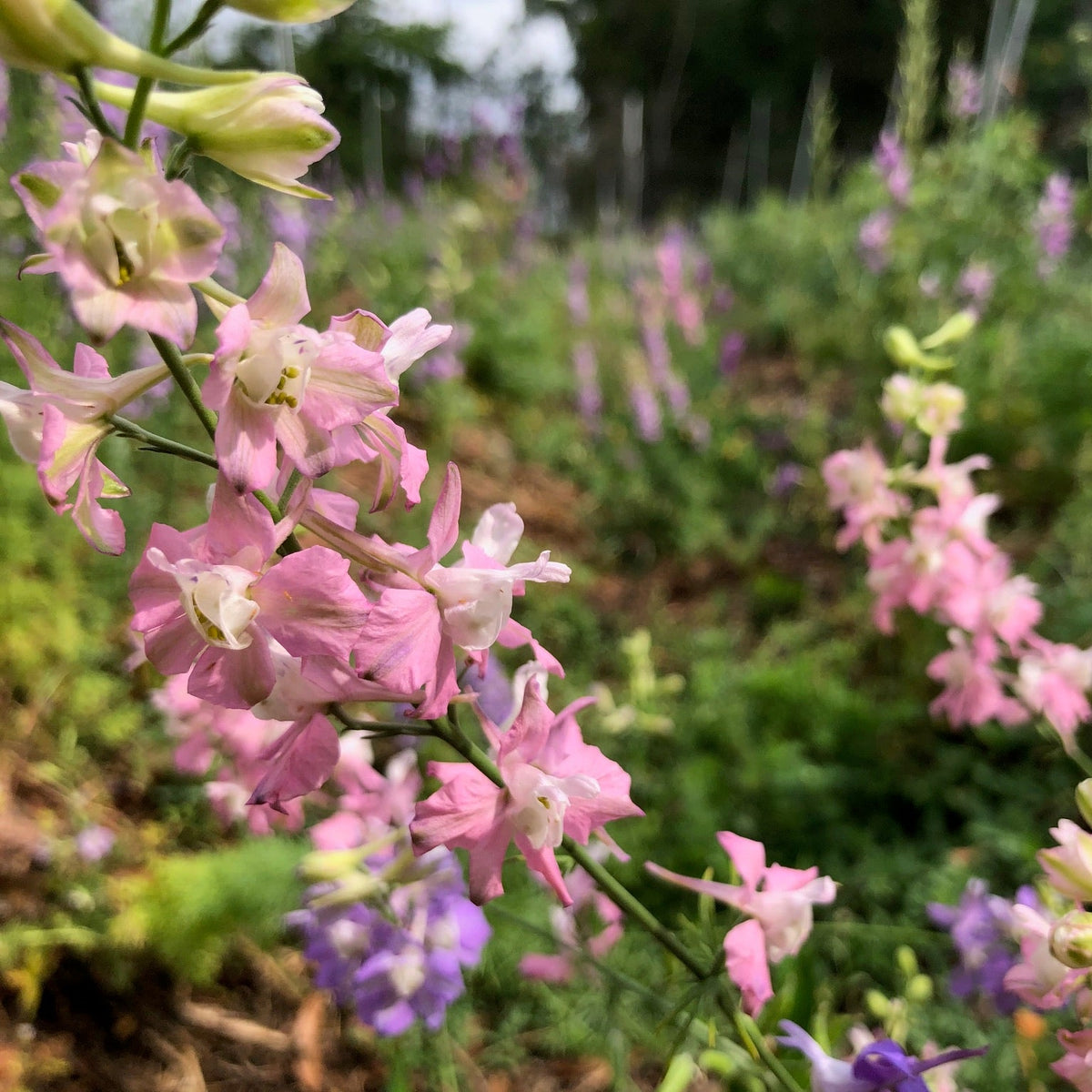 Larkspur