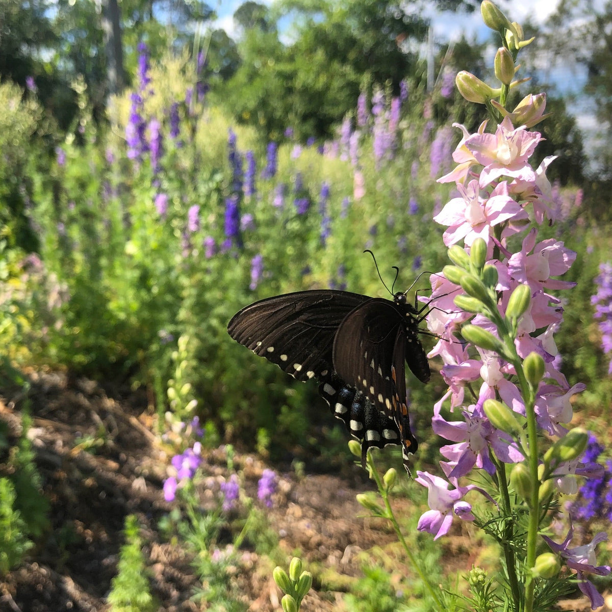 Larkspur