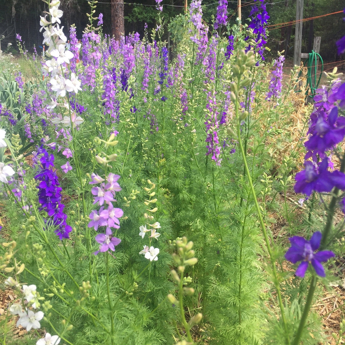 Larkspur