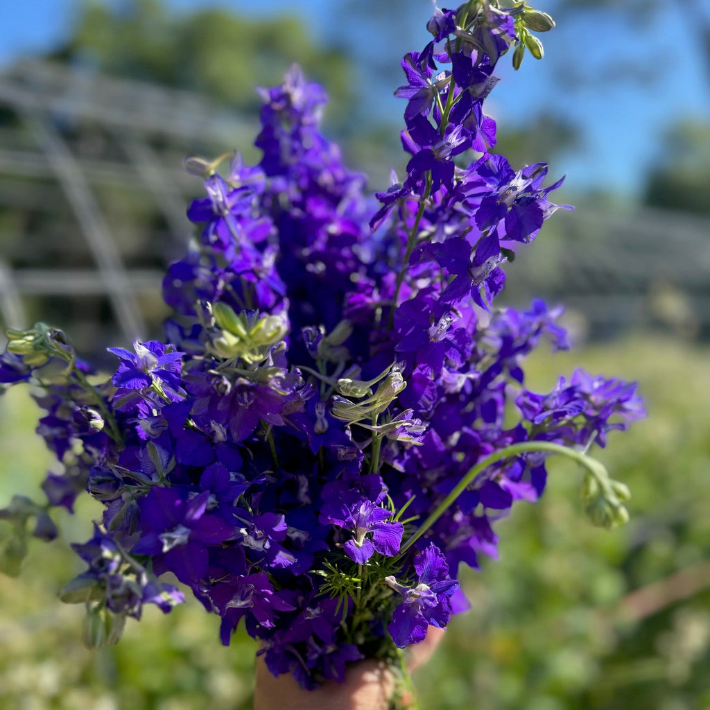 Larkspur