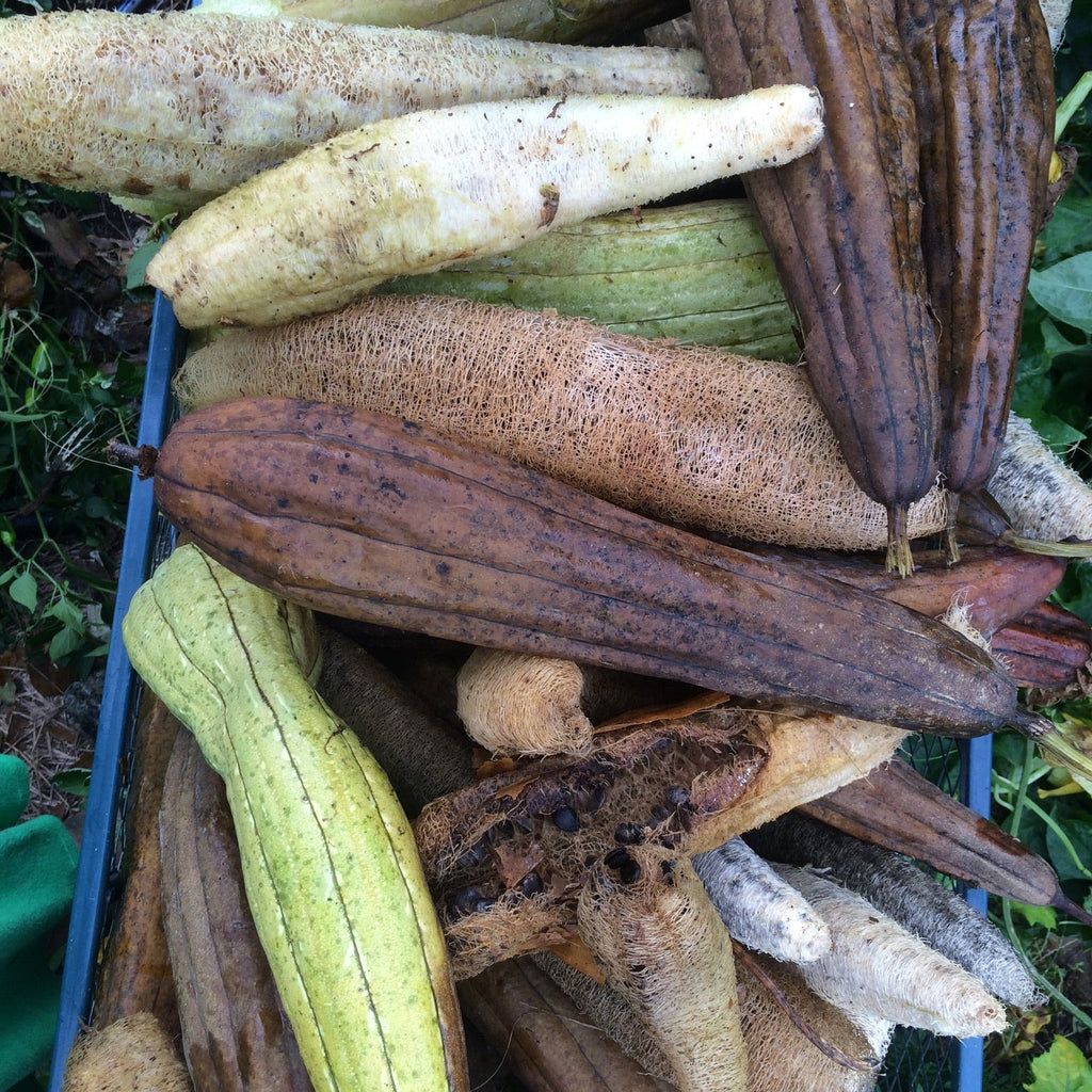 Luffa Gourd