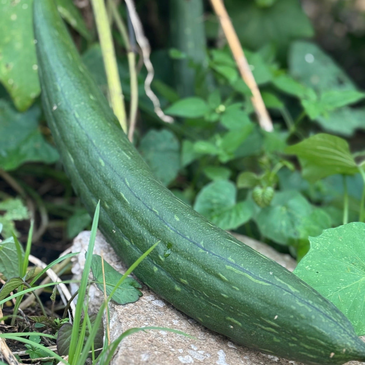 Luffa Gourd