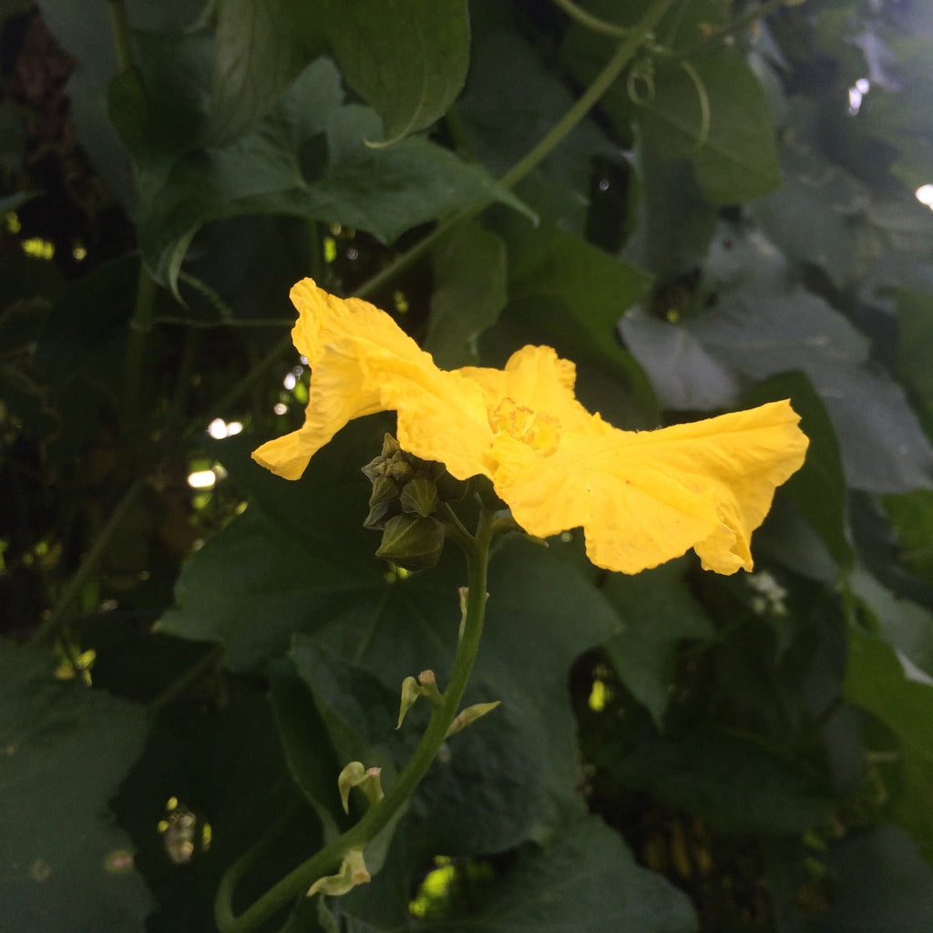 Luffa Gourd