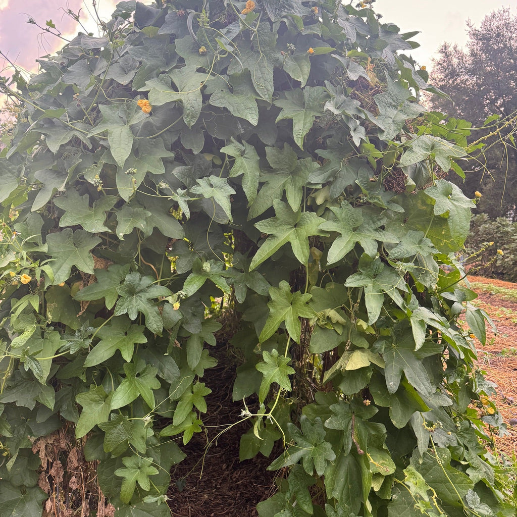 Luffa Gourd
