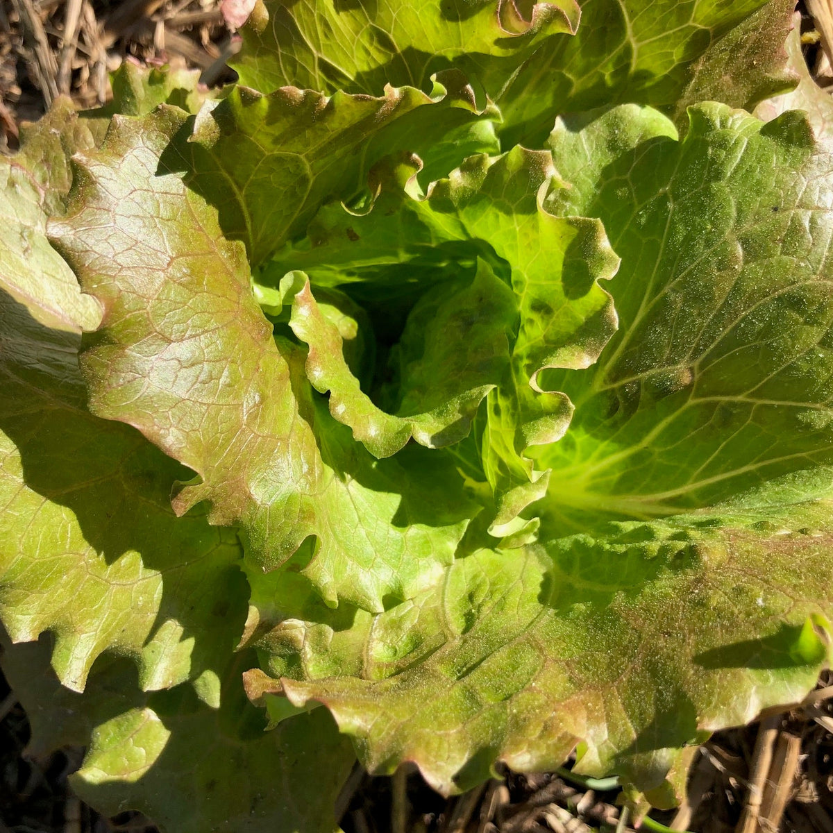 Magenta Lettuce
