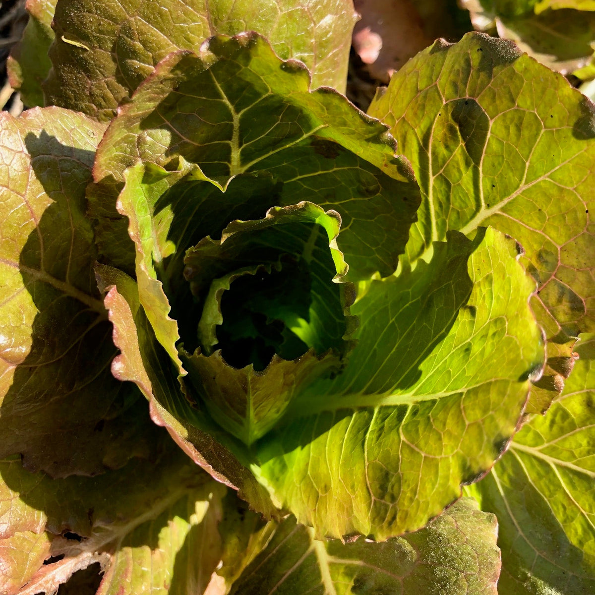 Magenta Lettuce
