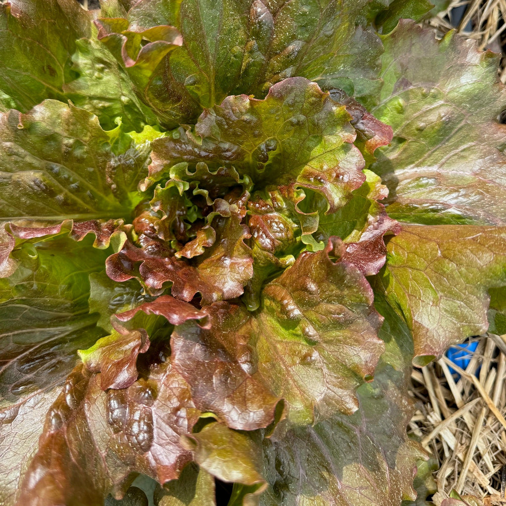 Magenta Lettuce