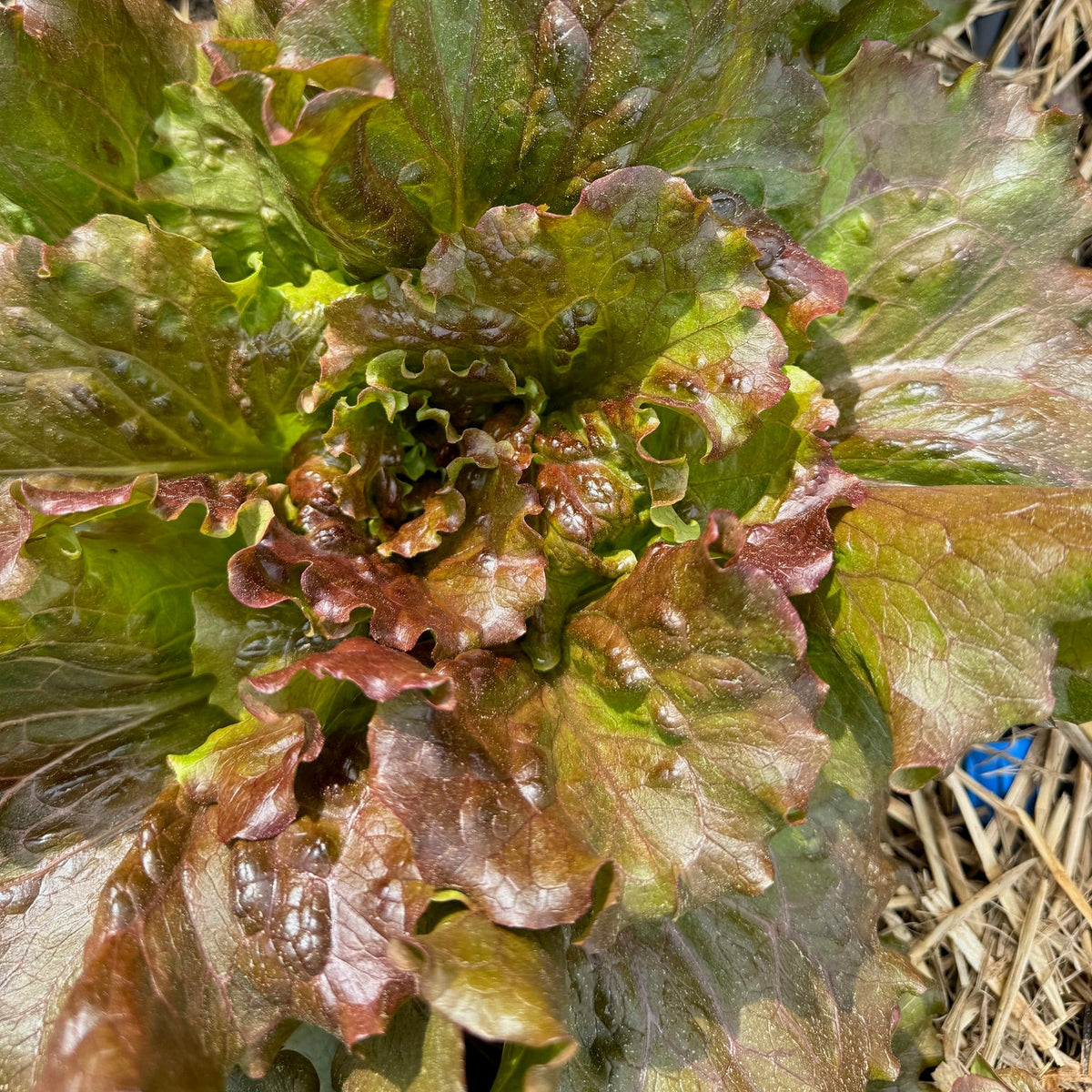 Magenta Lettuce