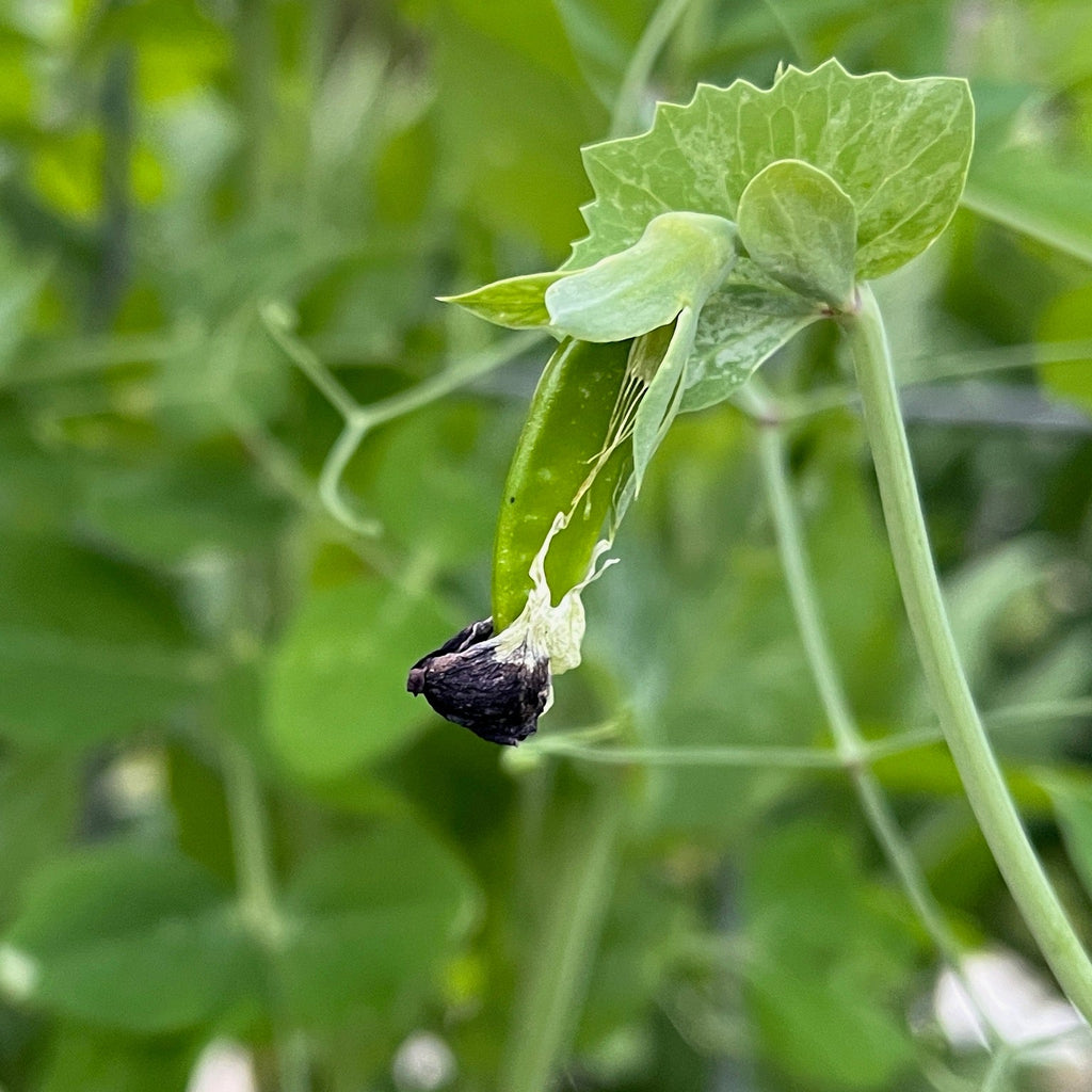 Manoa Sugar Pea