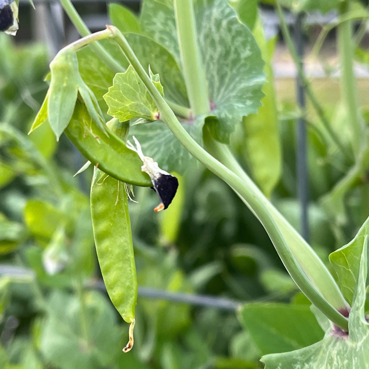 Manoa Sugar Pea