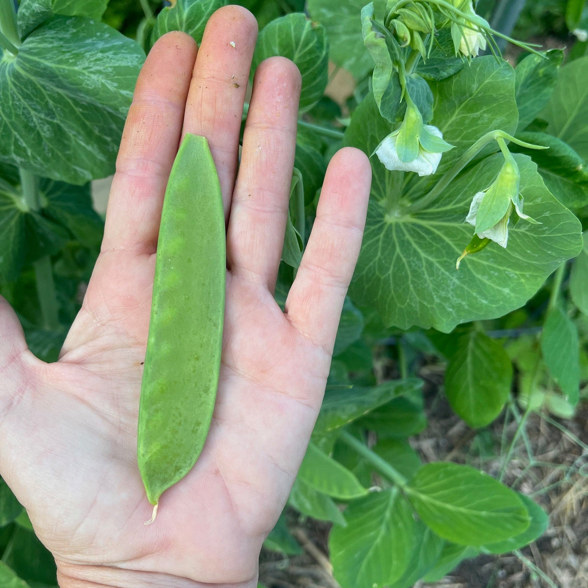 Manoa Sugar Pea