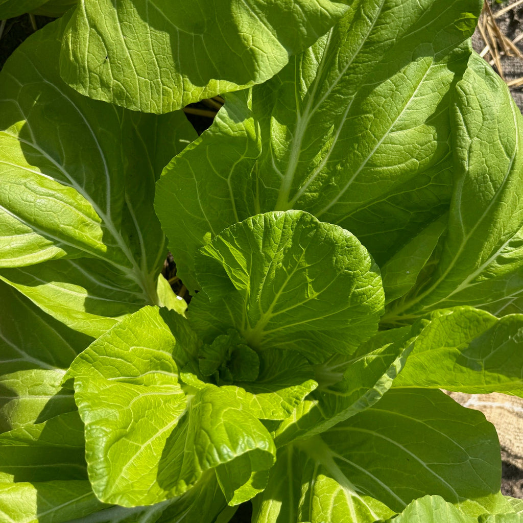 Maruba Santoh