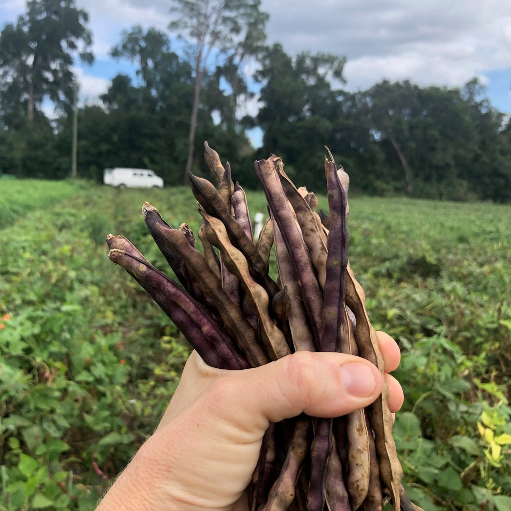 Mississippi Purple Hull Cowpea (bush)