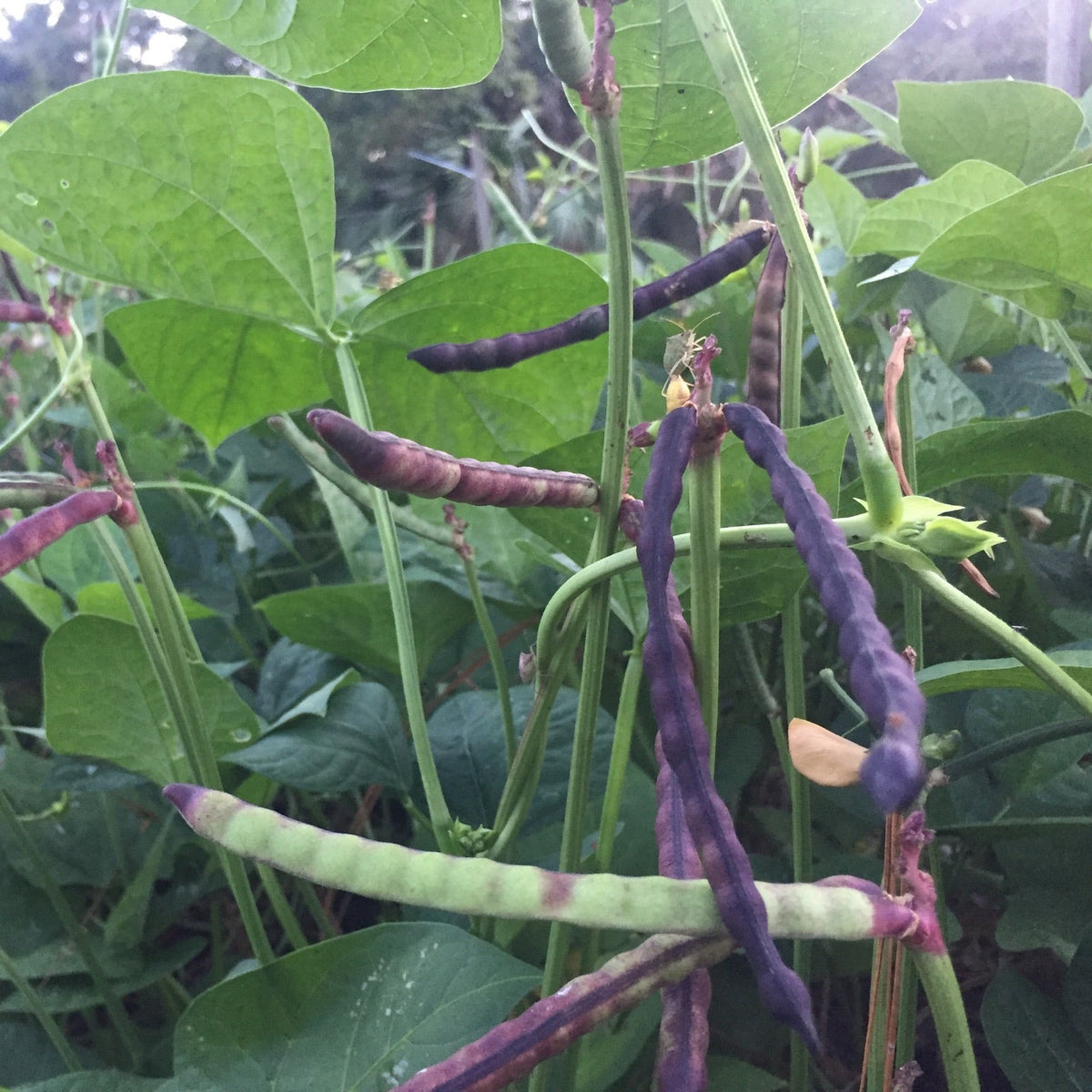 Mississippi Purple Hull Cowpea (bush)