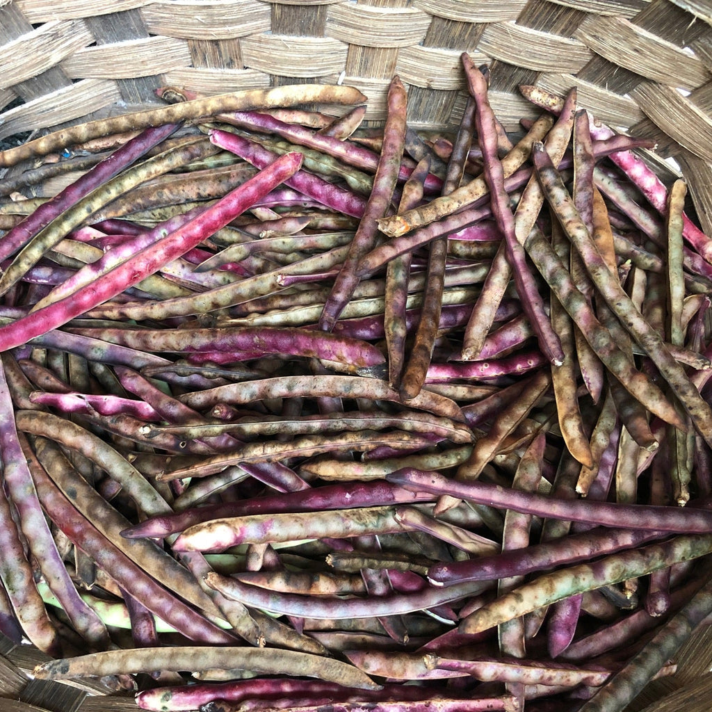 Mississippi Purple Hull Cowpea (bush)