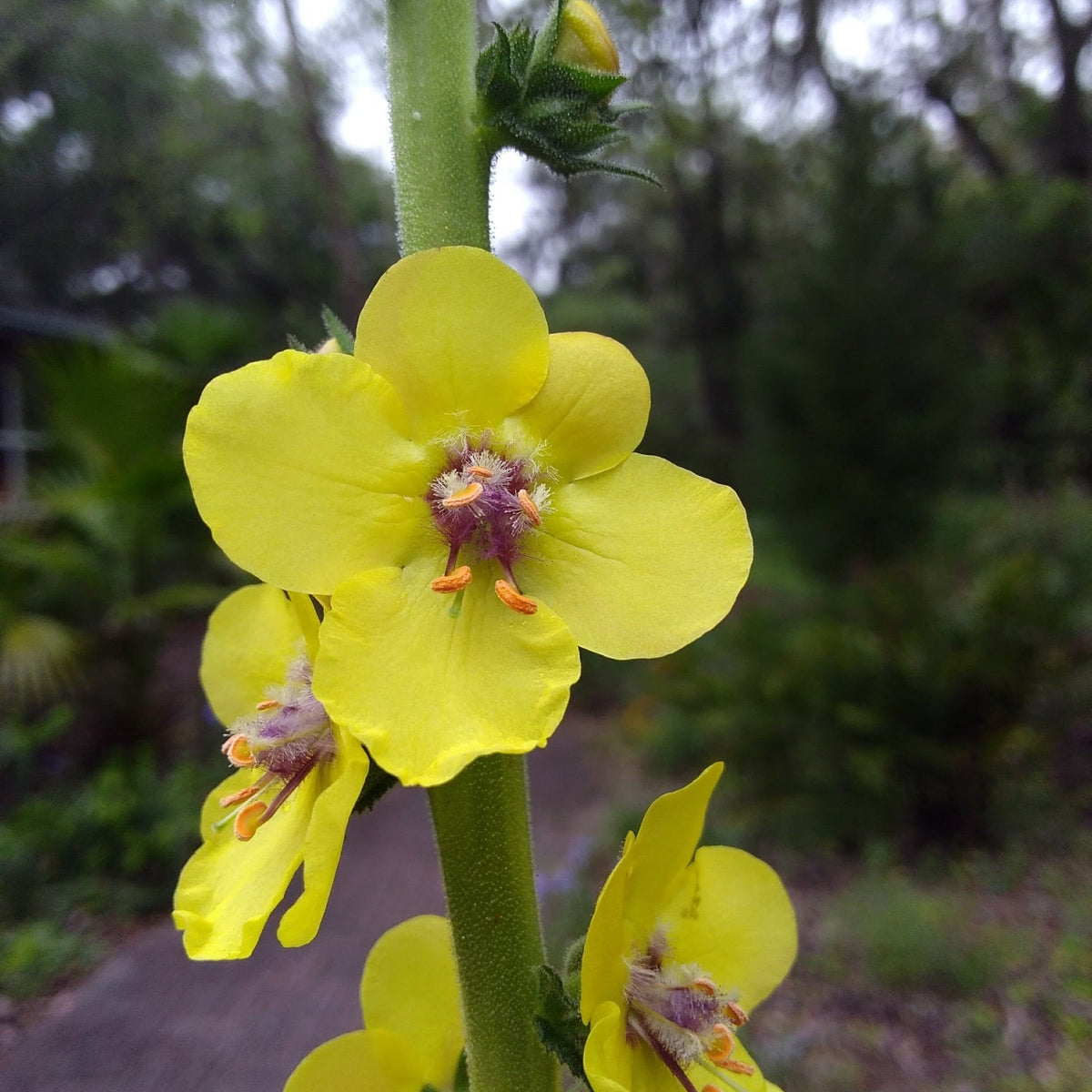 Wand Mullein