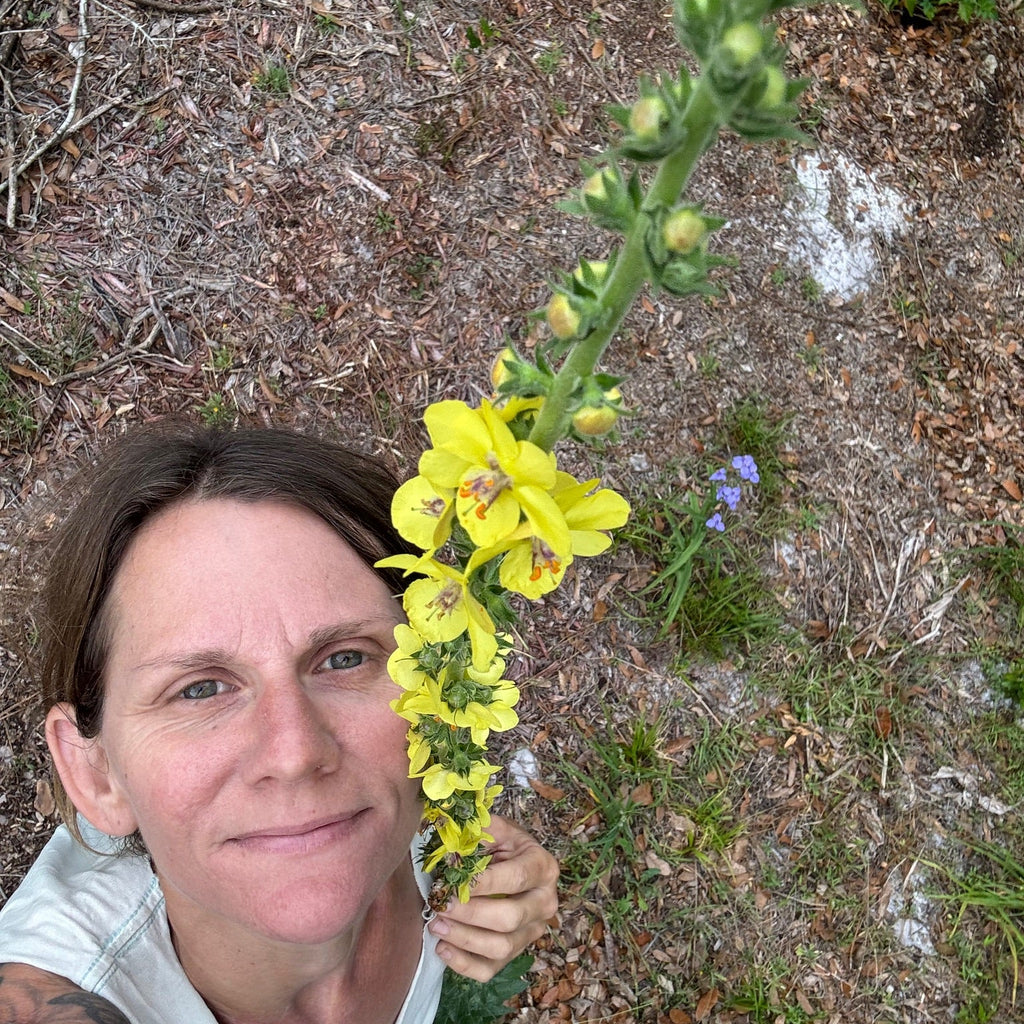 Wand Mullein